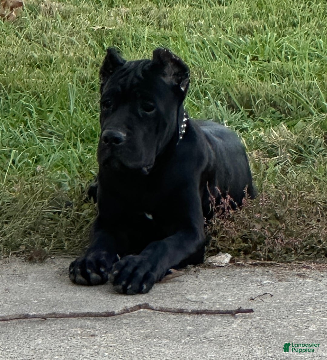 Cane Corso litter of puppies for sale in Petersburg Lancaster