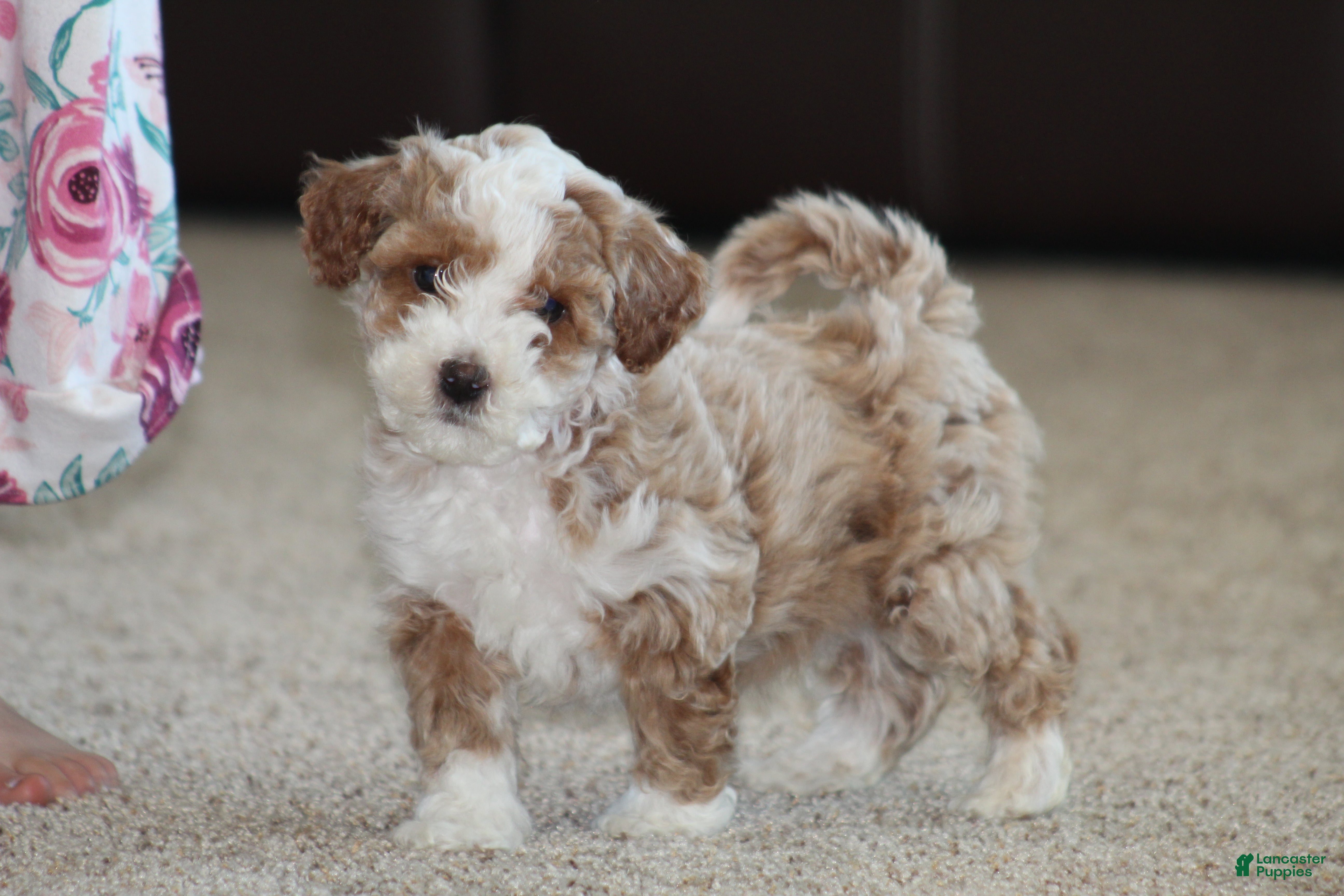 Bichpoo dogs Ryder - Ad 1