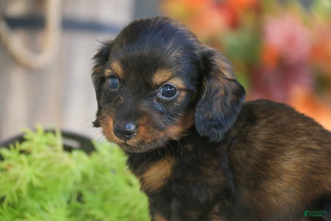 Miniature Dachshund dogs for sale: Eddie Miniature Dachshund  - Ad 2