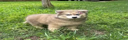 Siberian Husky dogs for sale: REYNA - Ad 22