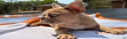 French Bulldog dogs for sale: Reggie - Ad 6