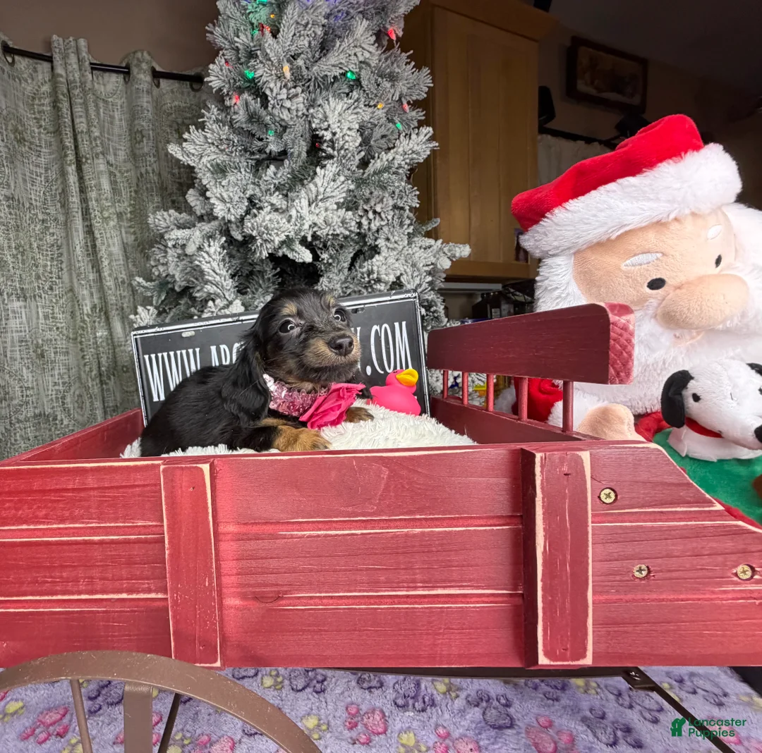 Miniature Dachshund dogs for sale: AKC Russian pra clear - Ad 28