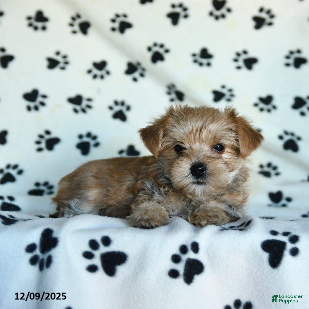 Morkie dogs for sale: Larry - Ad 5