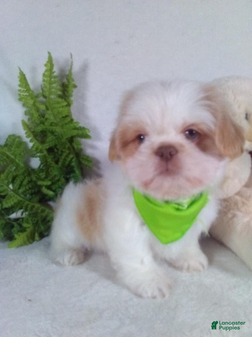Shih Tzu dogs Rambo - Ad 2