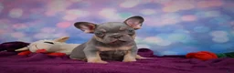 French Bulldog dogs for sale: Diesel - Ad 6