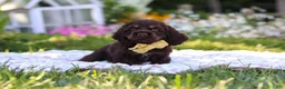 Cocker Spaniel dogs for sale: Archie - Ad 7