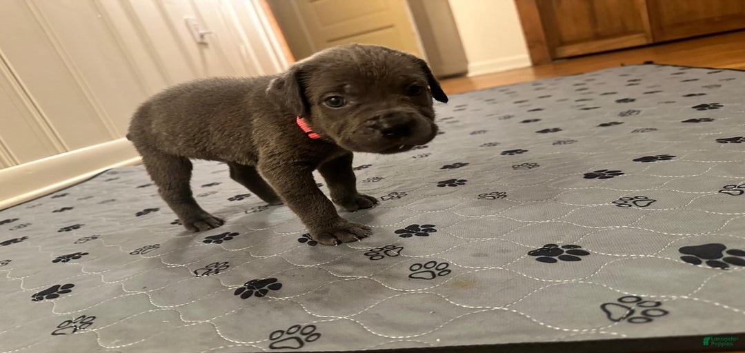 Gallery Image {{count}}