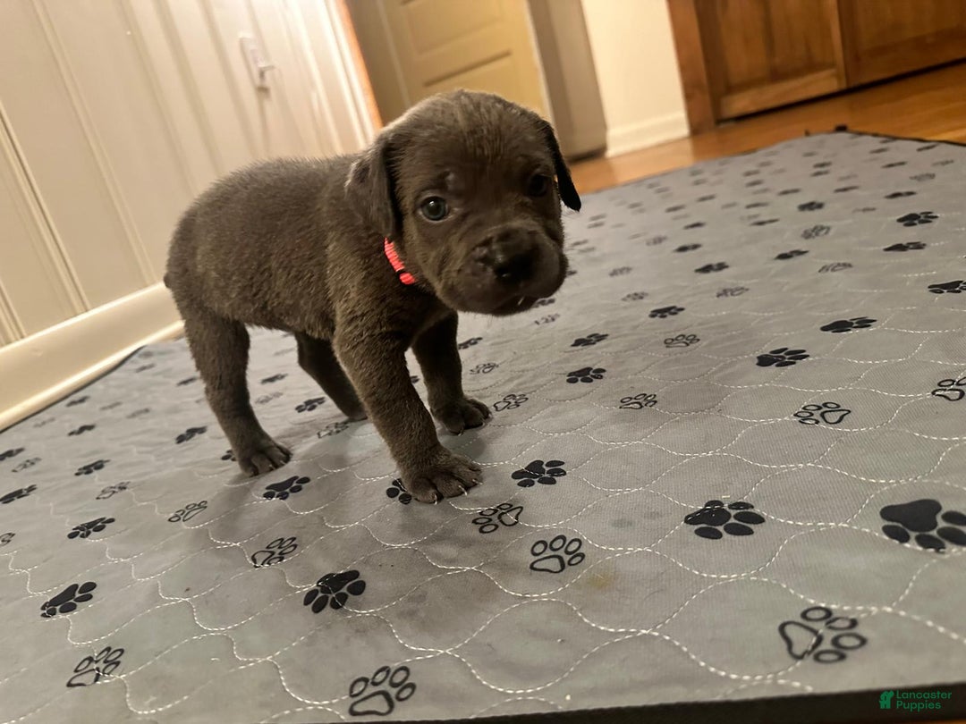 Gallery Image {{count}}