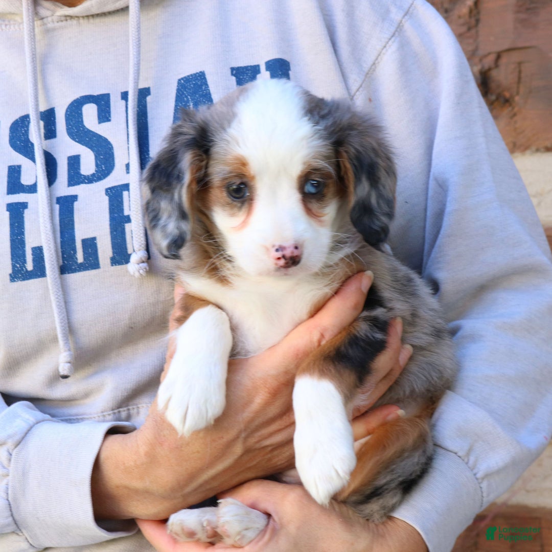Mini Bernedoodle dogs for sale: Lucy  - Ad 2