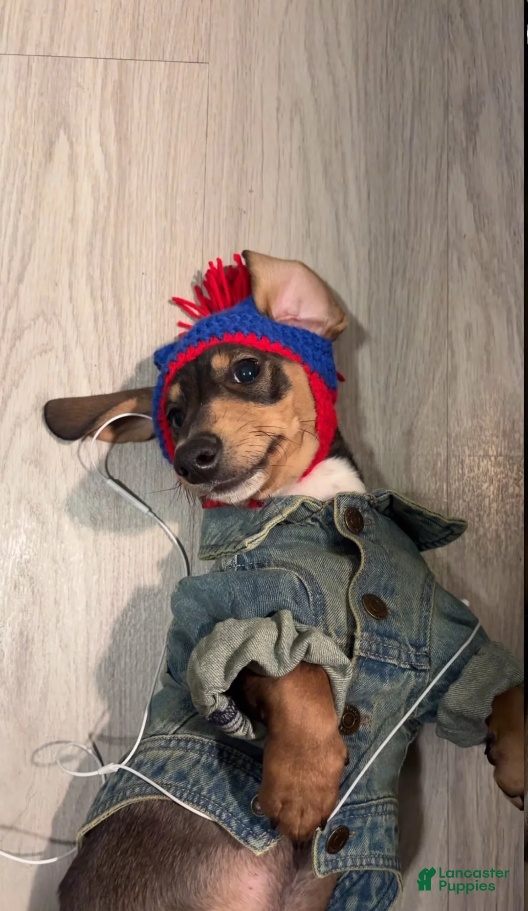 Miniature Dachshund dogs for stud: Oatie litter - Ad 2