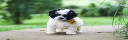 Shihpoo dogs for sale: Bentley - Ad 6