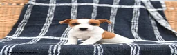 Jack Russell Terrier dogs for sale: Judy - Ad 2