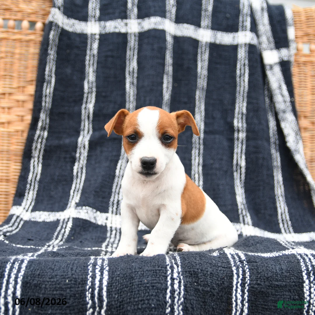 Jack Russell Terrier dogs for sale: Judy - Ad 2