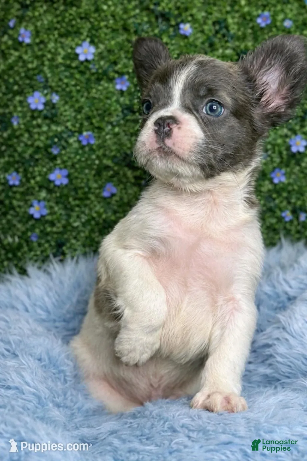 French Bulldog dogs for sale: Male Fluffy 3 - Ad 2