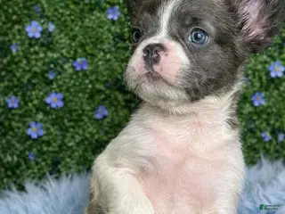 French Bulldog dogs for sale: Male Fluffy 3 - Ad 2