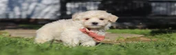 Maltipoo dogs for sale: Elliot - Ad 6