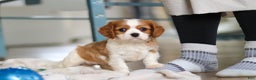 Cavalier King Charles Spaniel dogs for sale: Finn - Ad 7