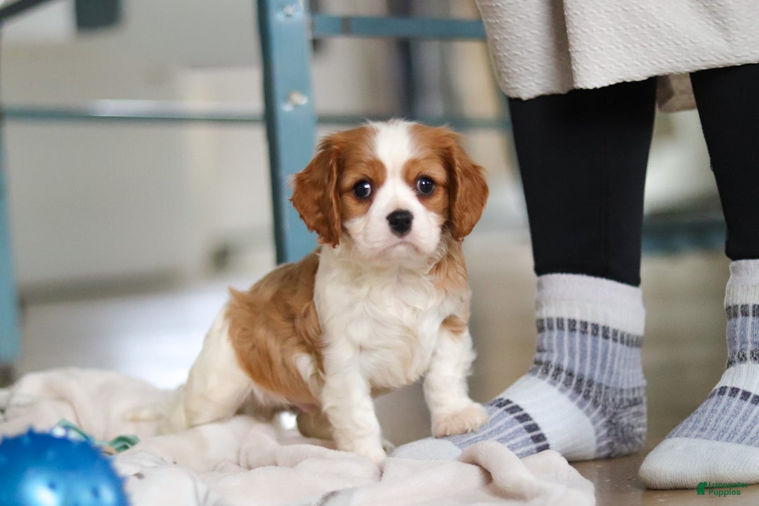 Cavalier King Charles Spaniel dogs for sale: Finn - Ad 7