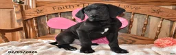 Great Dane dogs for sale: Balto - Ad 1
