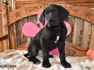 Great Dane dogs Balto - Ad 13