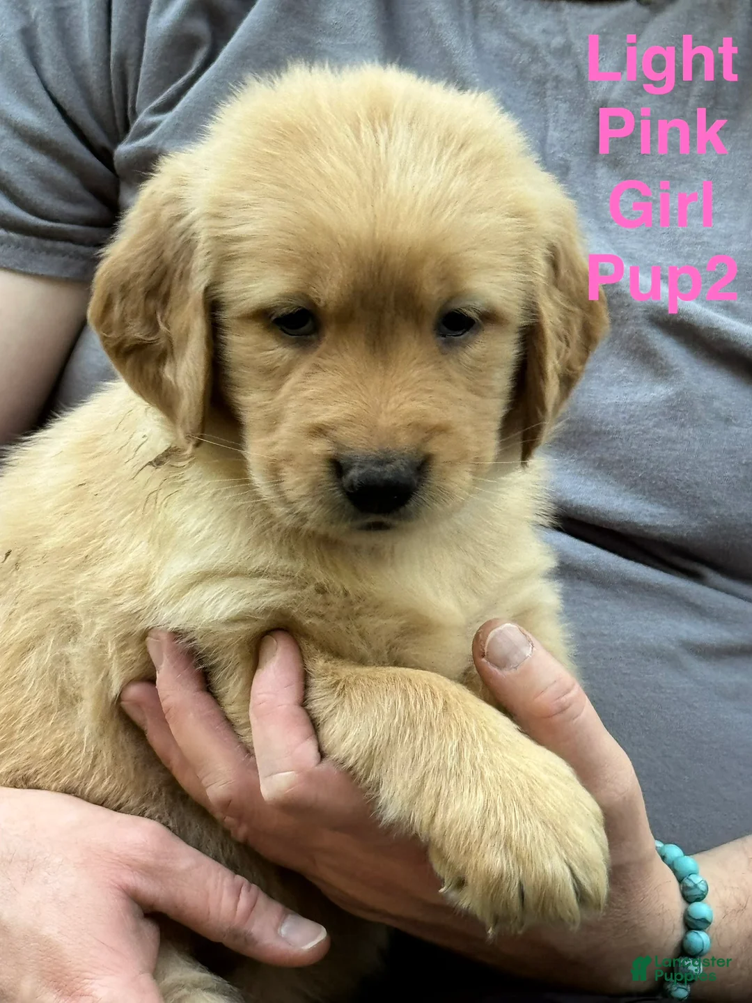 Golden Retriever dogs for sale: Light Pink Girl - Ad 1