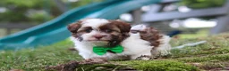 Havanese dogs for sale: Alex - Ad 5