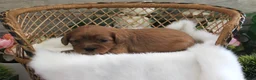 Cavapoo dogs for sale: #1 Female of Evie - Ad 2