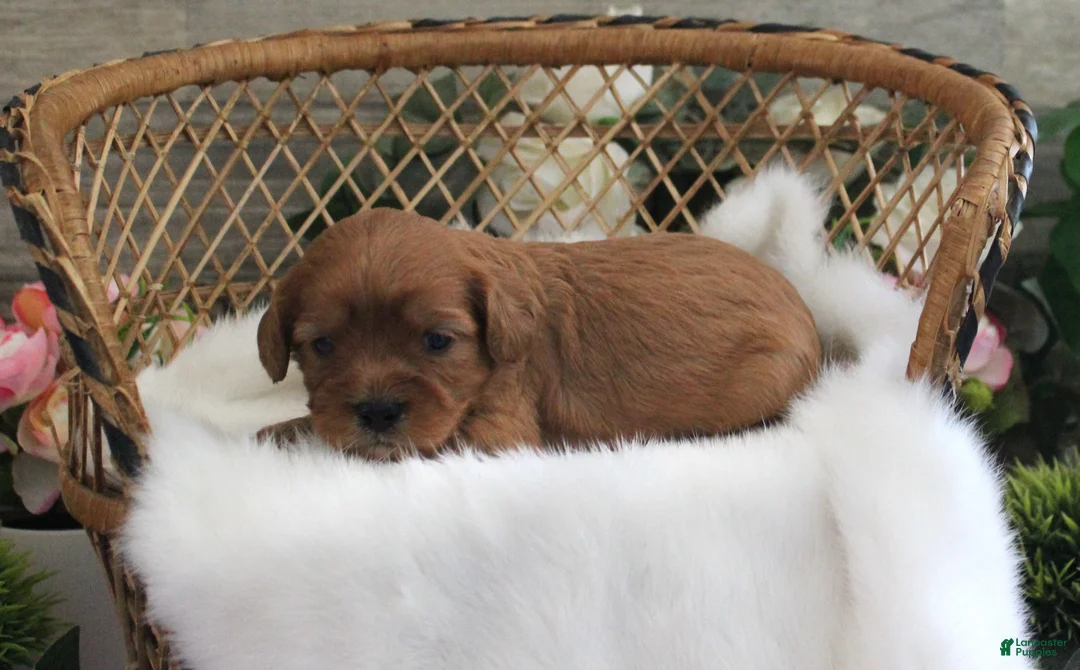 Cavapoo dogs for sale: #1 Female of Evie - Ad 2