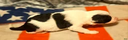 Border Collie dogs for sale: Halley - Ad 10