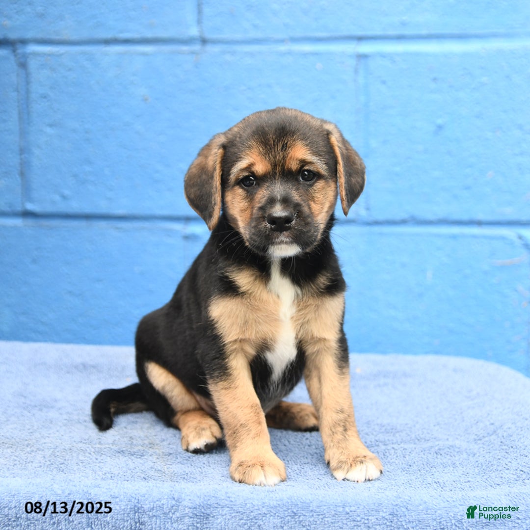 German Shepherd Beagle Puppy German Shepherd Beagle Cattle Dog Mix