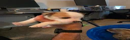 Mixed Breed dogs for sale: Female - Ad 4