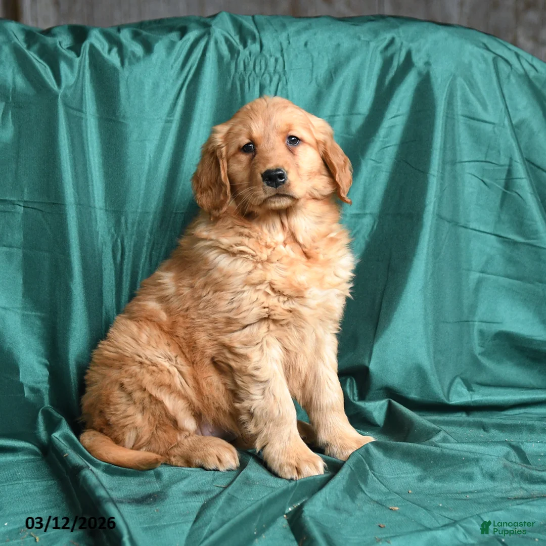 Golden Retriever dogs for sale: Sasha - Ad 1
