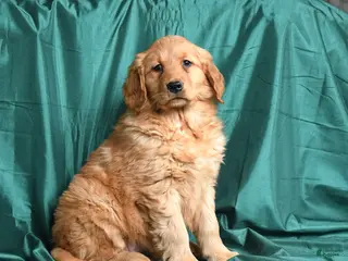 Golden Retriever dogs for sale: Sasha - Ad 1