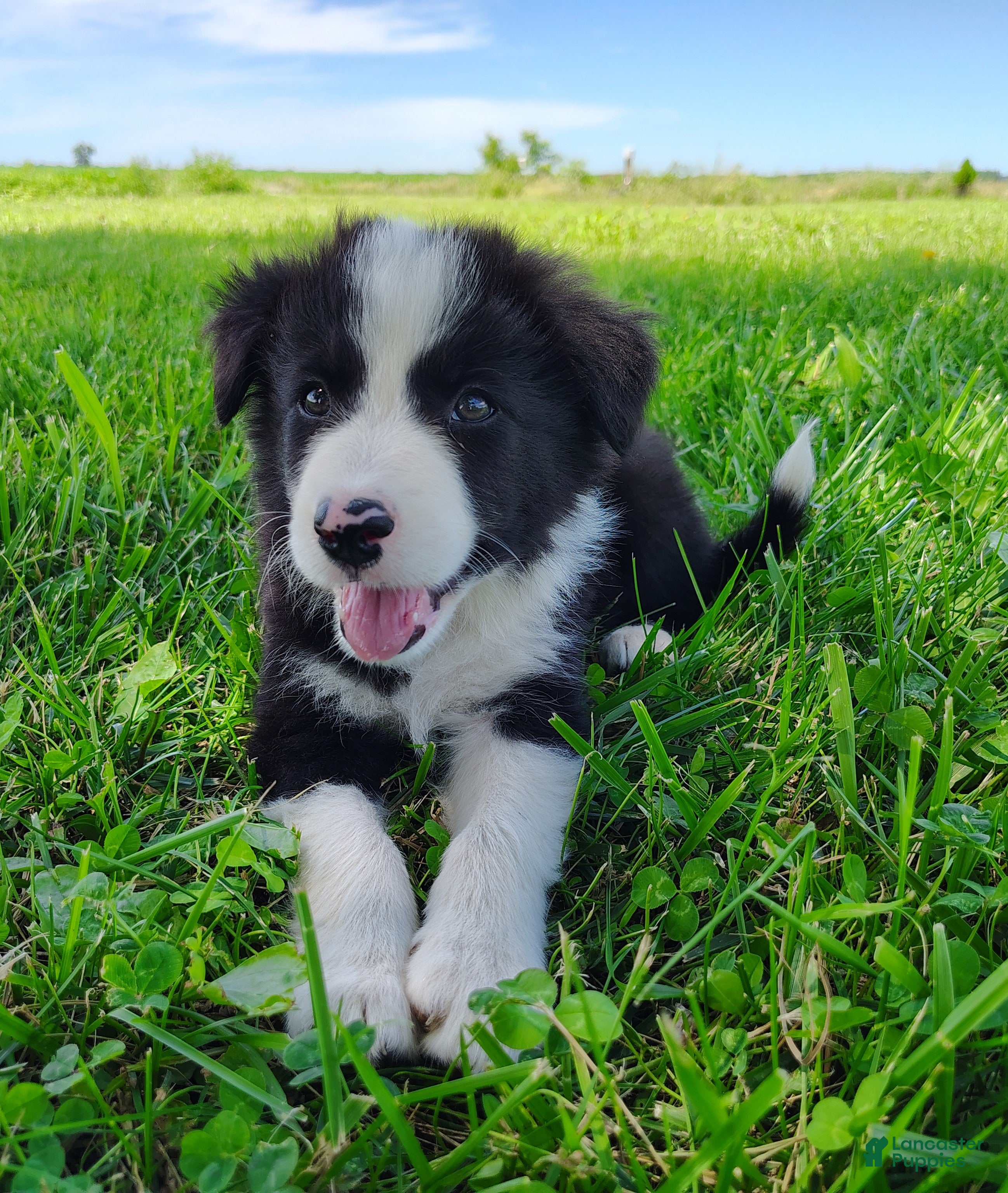 Border Collie dogs Eco - Ad 1