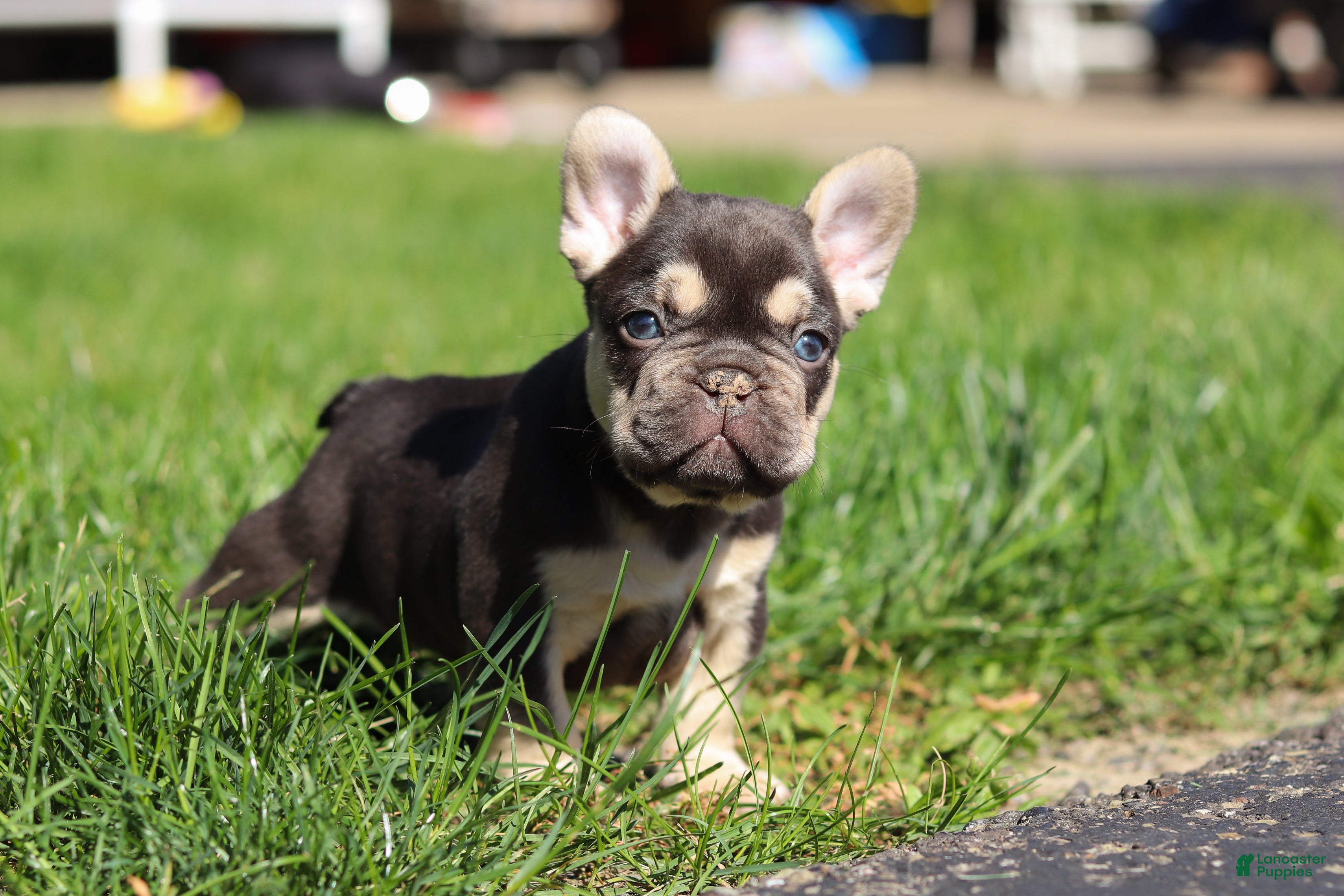 French Bulldog dogs for sale: Chase - Ad 10