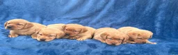 Labrador Retriever dogs for sale: #1 Female aka first born pup  - Ad 9