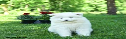 Samoyed dogs for sale: Ivory - Ad 3