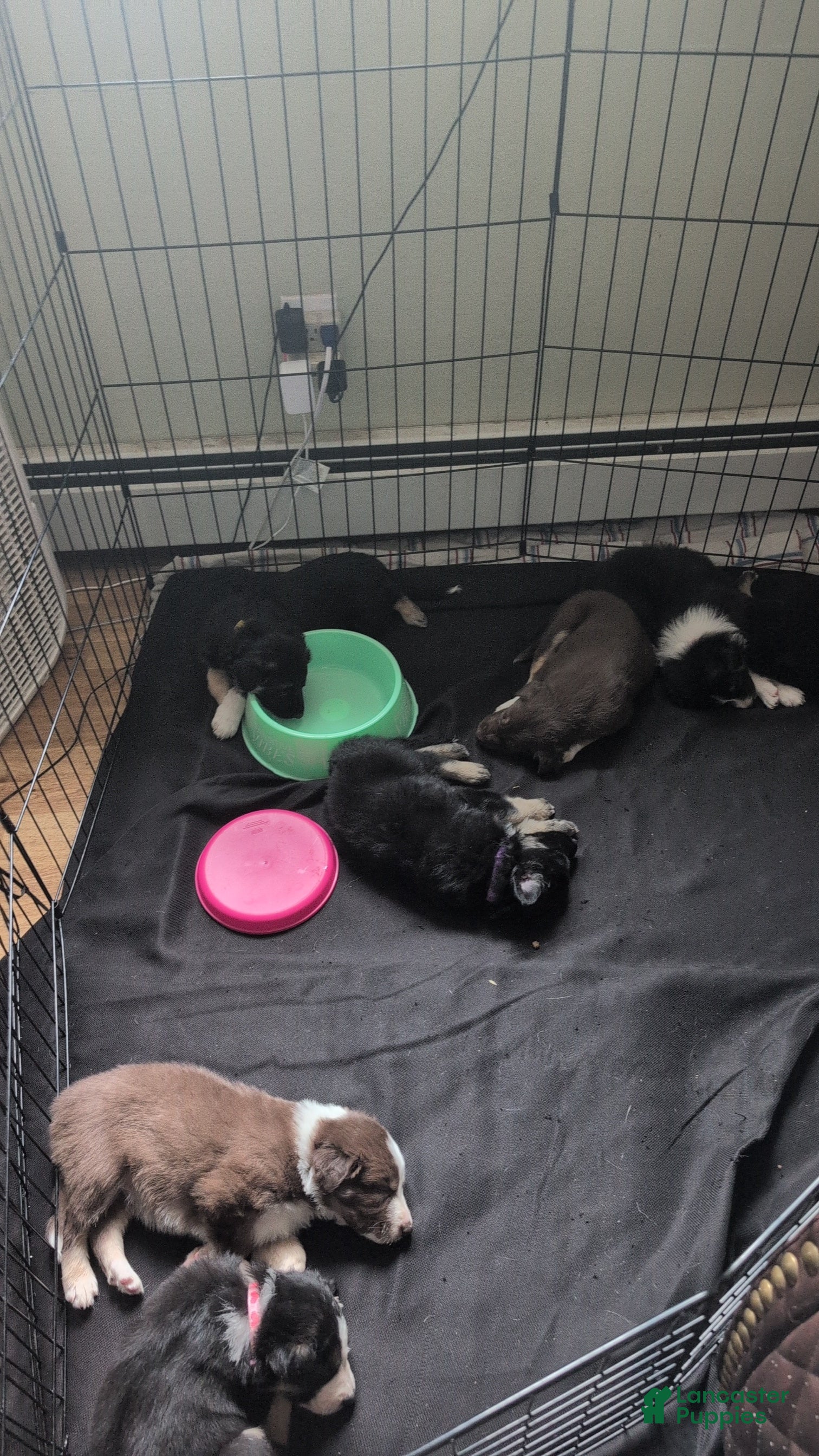 Mixed Breed dogs Jasper - Ad 42