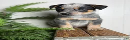 Australian Cattle Dog dogs for sale: Bodie - Ad 7