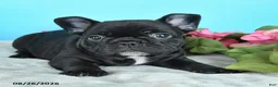 French Bulldog dogs for sale: Tommy - Ad 2