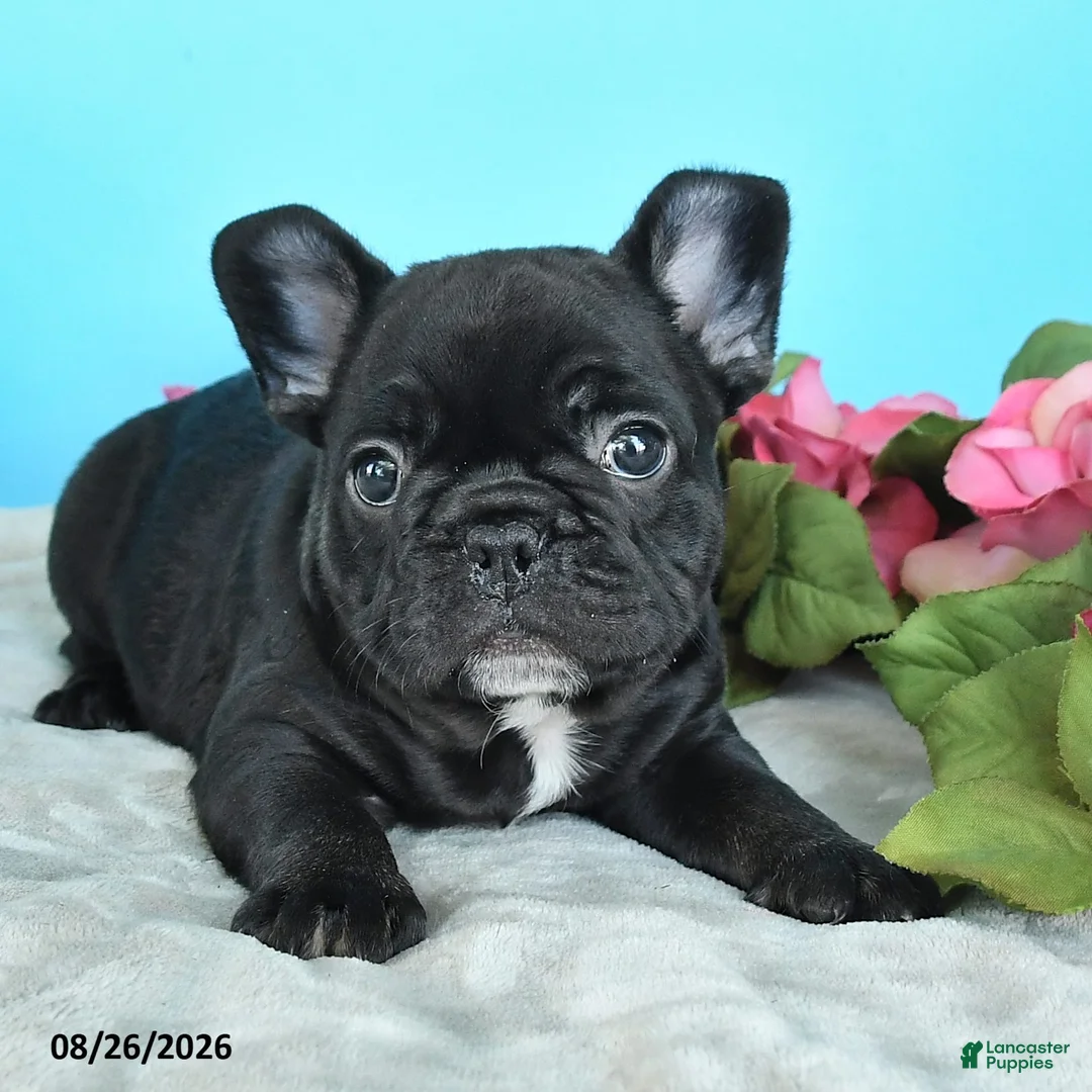 French Bulldog dogs for sale: Tommy - Ad 2