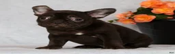 French Bulldog dogs for sale: Becca - Ad 3