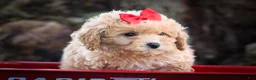 Bichpoo dogs for sale: Nixie🩷  - Ad 15