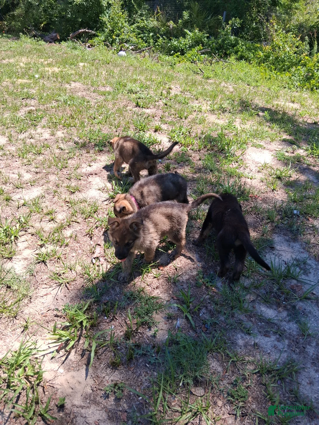 German Shepherd dogs for sale: German Shepherd Puppy 4 - Ad 3