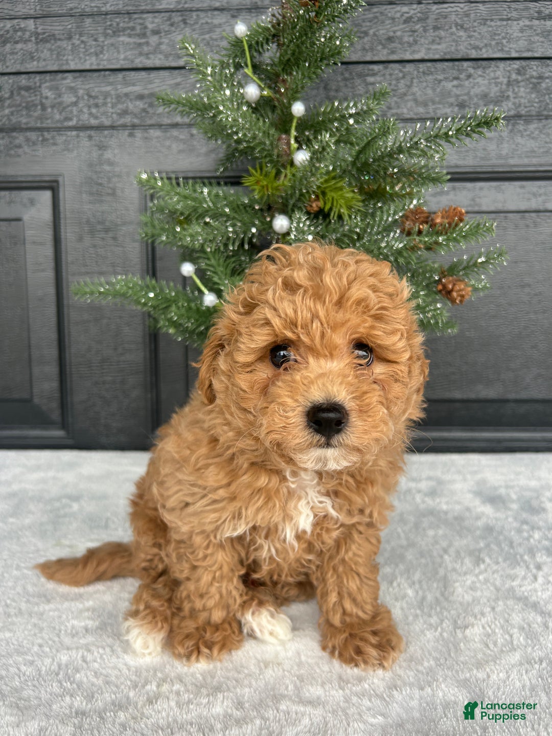 Bichpoo dogs for sale: Bingo - Ad 3