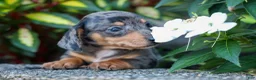 Miniature Dachshund dogs for sale:  Zino 🐕 - Ad 14