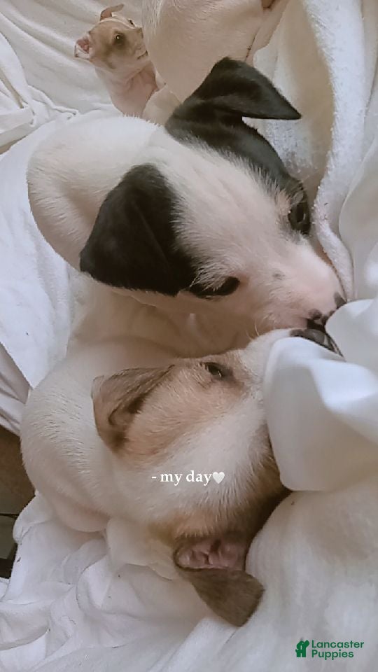 Jack Chi dogs Jack Chi 5 - Ad 13