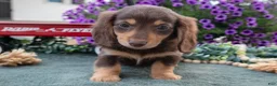 Miniature Dachshund dogs for sale: Jonas - Ad 3
