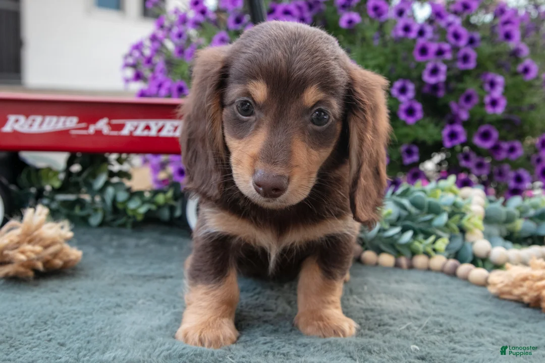 Miniature Dachshund dogs for sale: Jonas - Ad 3