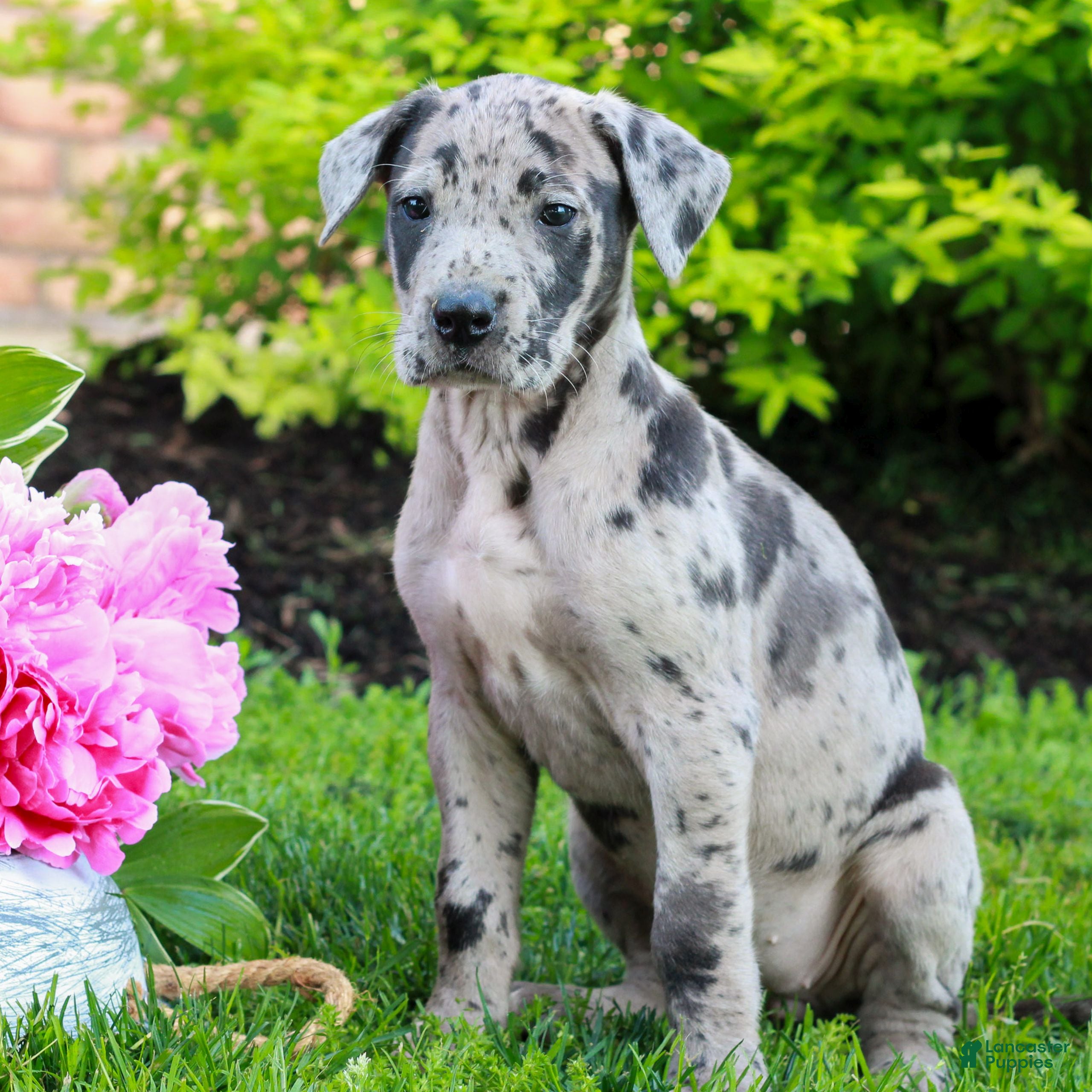 Great Dane dogs Rayna  - Ad 1